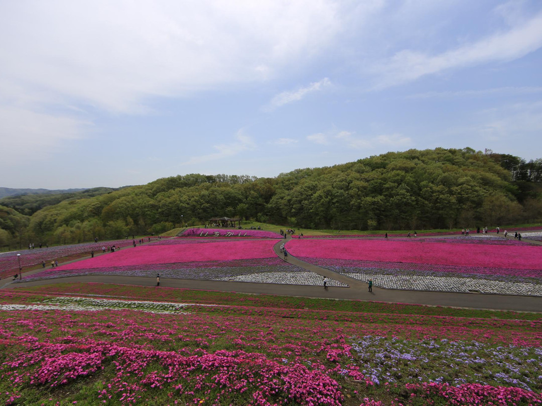 Shibazakura Matsuri-市贝町必去景点