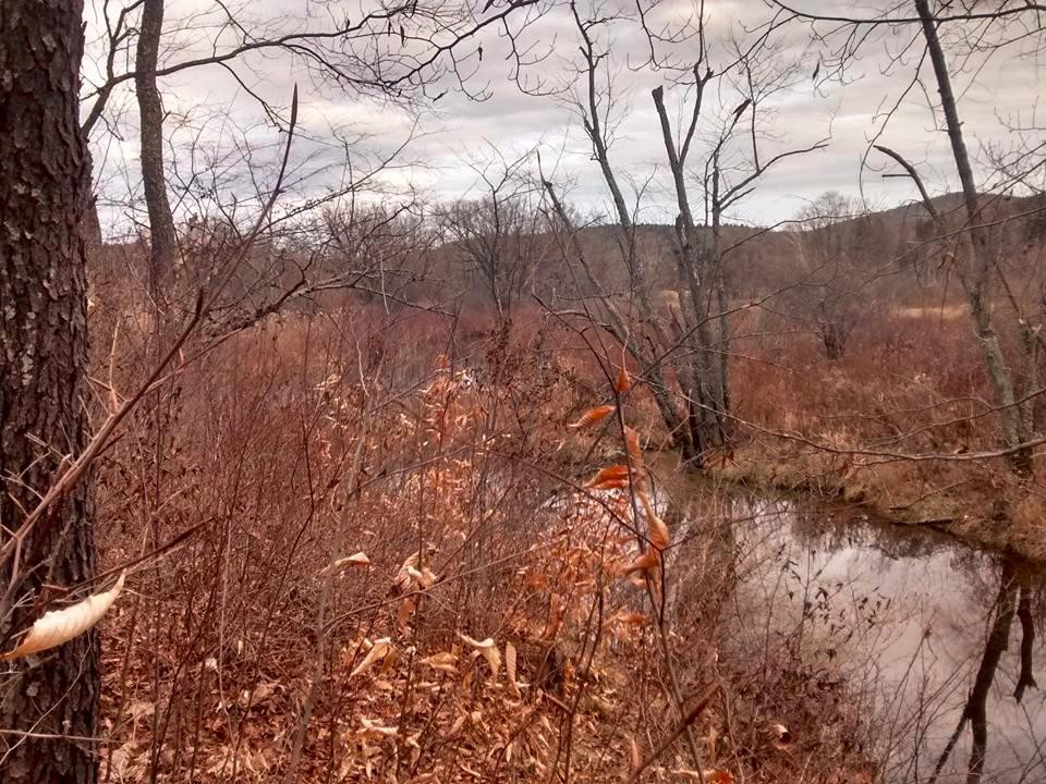 Mass Audubon Canoe Meadows Wildlife Sanctuary景点图片