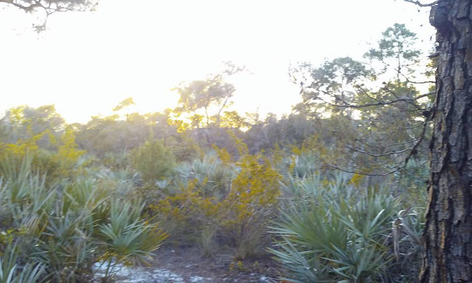 Pondhawk Natural Area-博卡拉顿必去景点