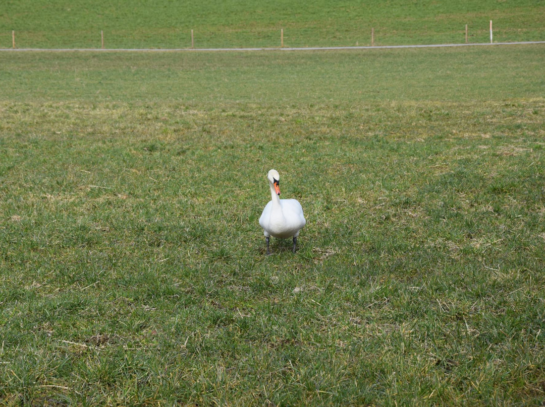 Lake Wohlen-Wohlen必去景点