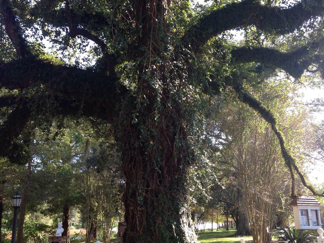 Evangeline Oak-Saint Martinville必去景点