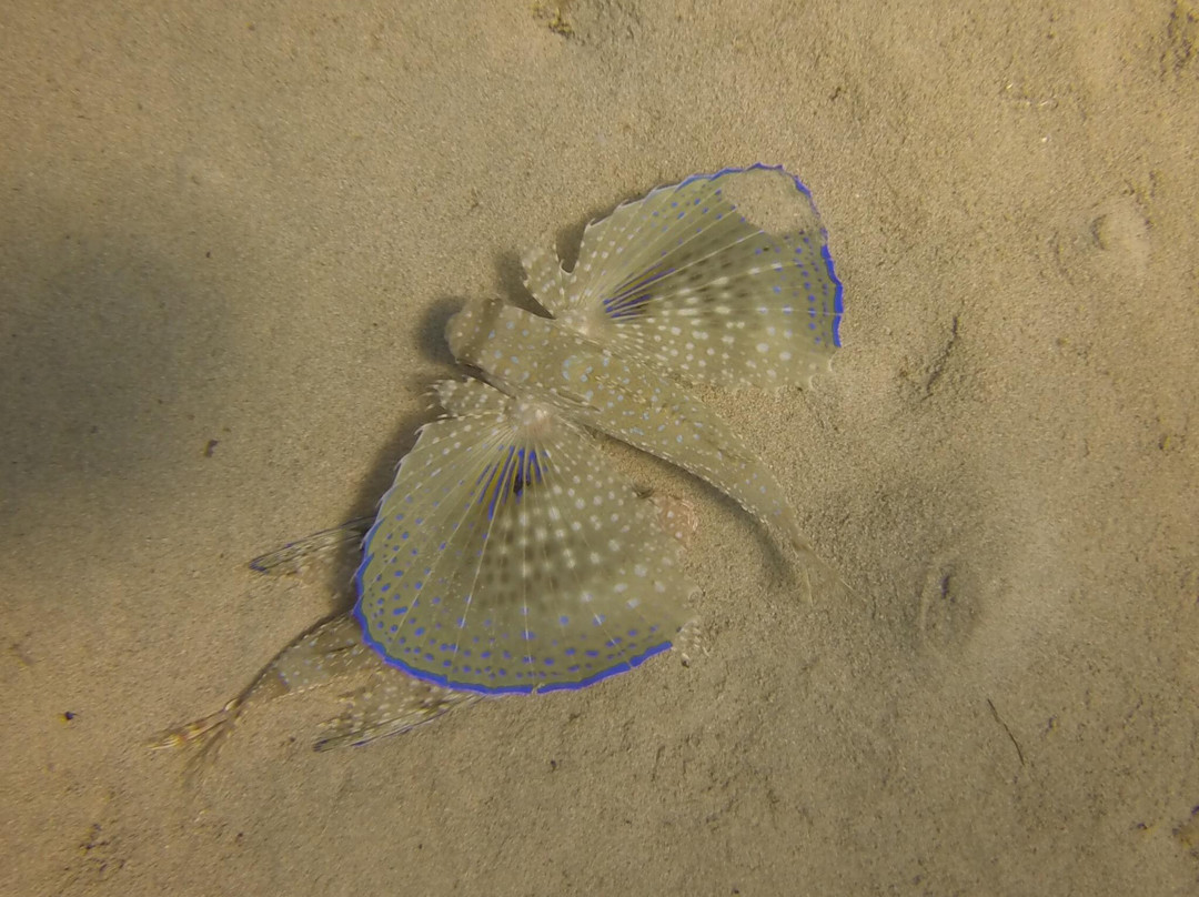 Sea Horse Scuba Diving Centre景点图片