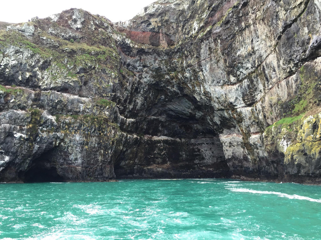 Black Cat Cruises-阿卡罗阿必去景点