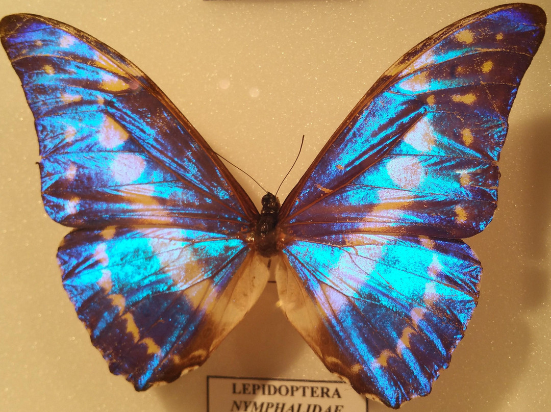 Musee des Papillons景点图片