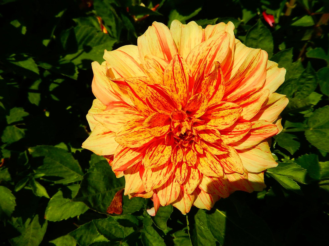 Ferncliff Gardens-米逊必去景点