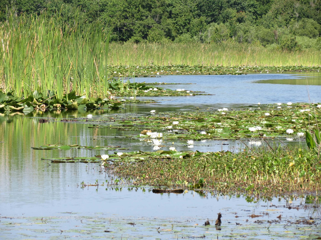 Lake Okahumpka Park景点图片