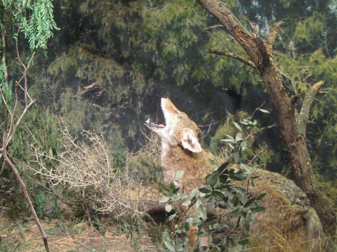 John E. Conner Museum-Kingsville必去景点