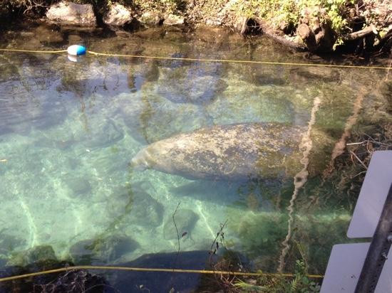 Crystal River-克里斯特尔里弗必去景点