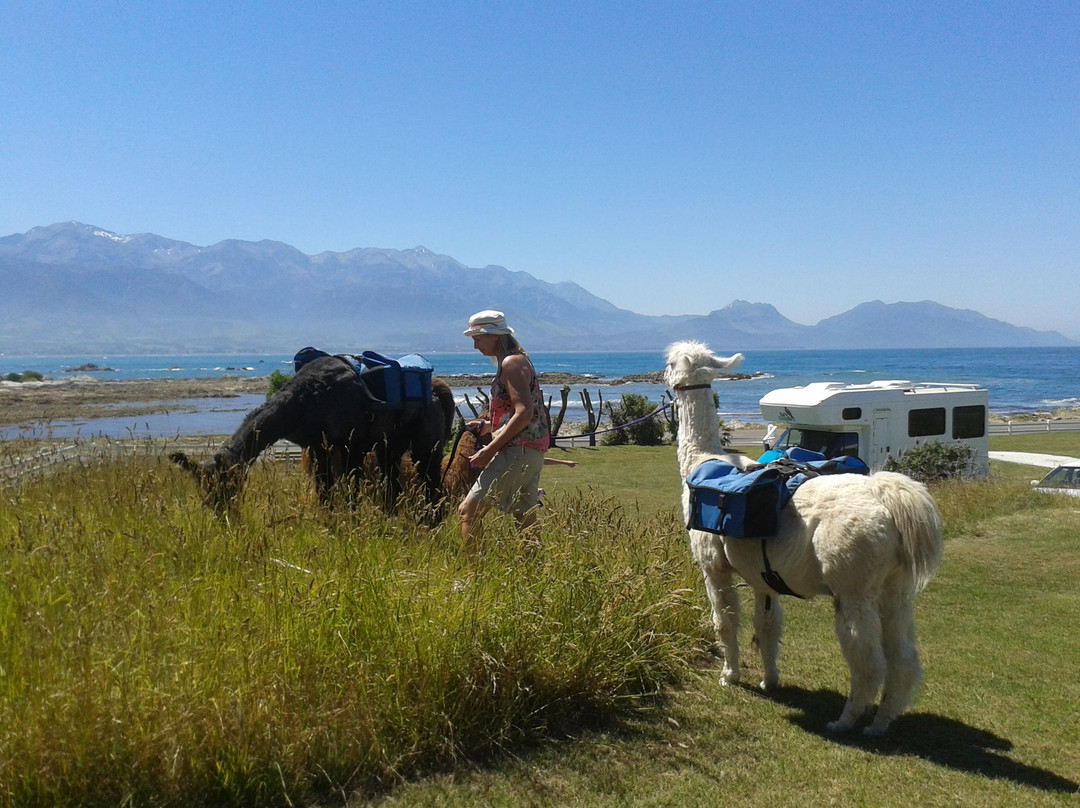 Kaikoura Llama Trekking-Kaikoura必去景点