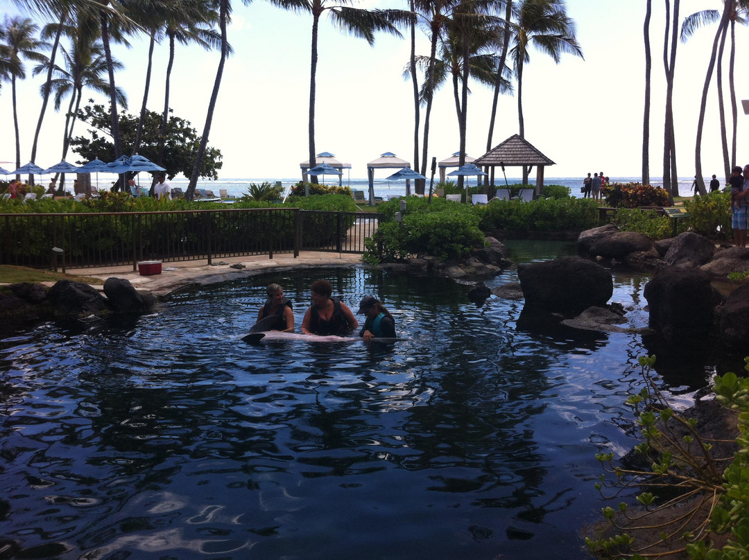 寻访海豚-瓦胡岛必去景点