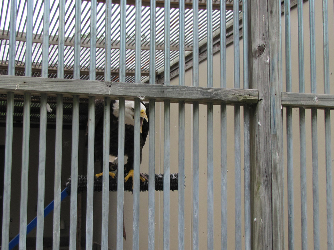 Auburn Raptor Center-奥本必去景点