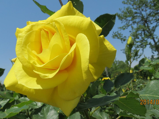 Ina Choseishiko Memorial Park-伊奈町必去景点