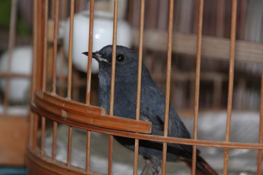 北京鸟市-北京市必去景点