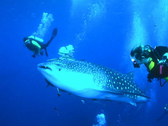 Siam Dive n Sail-拉威必去景点