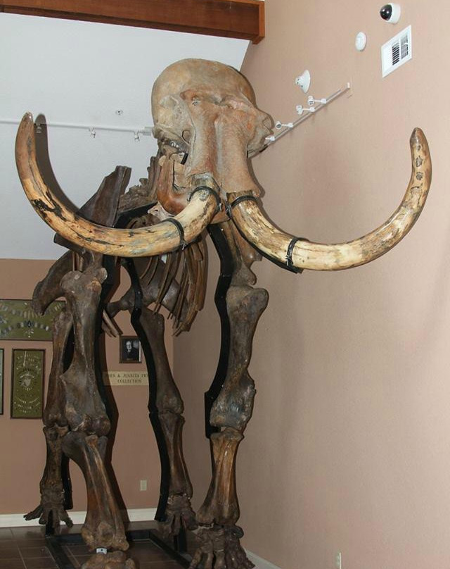 Museum of Native American History景点图片