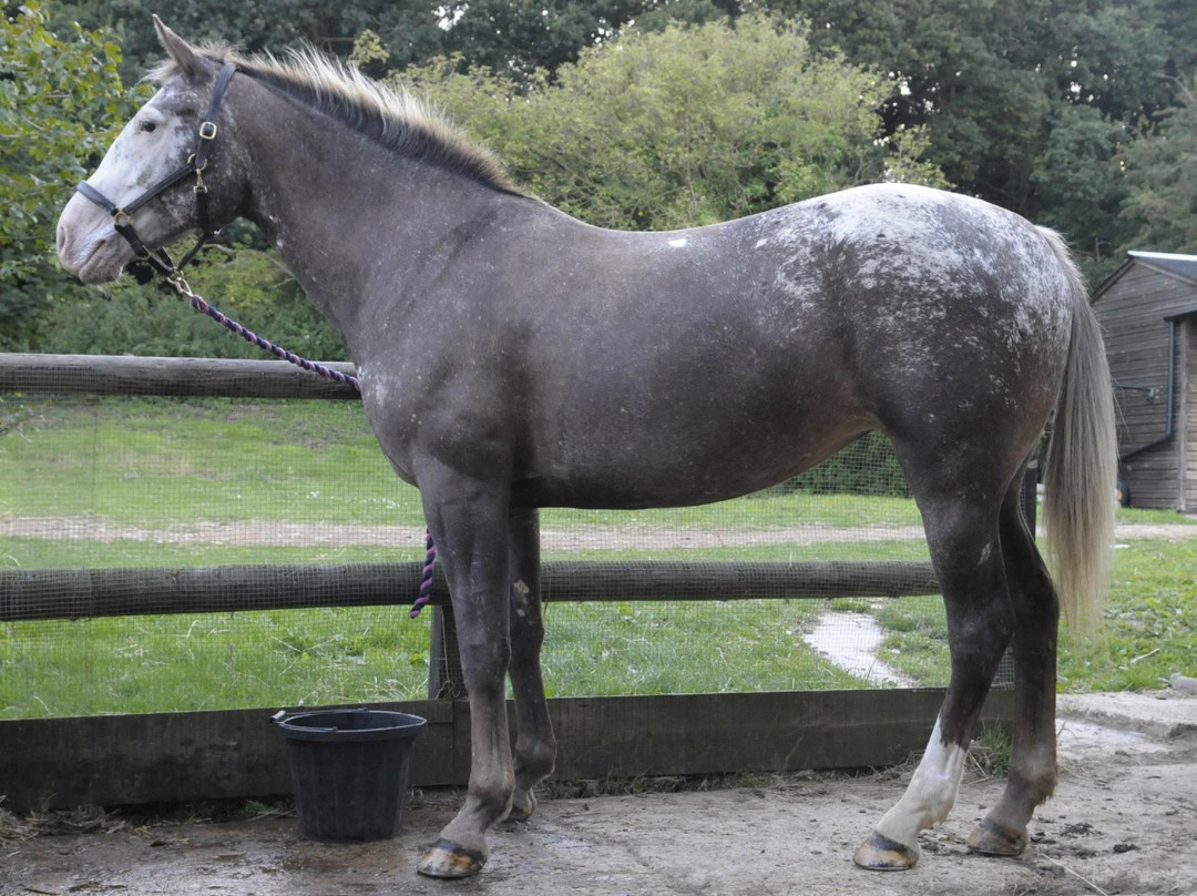 Allendale Equestrian Centre景点图片