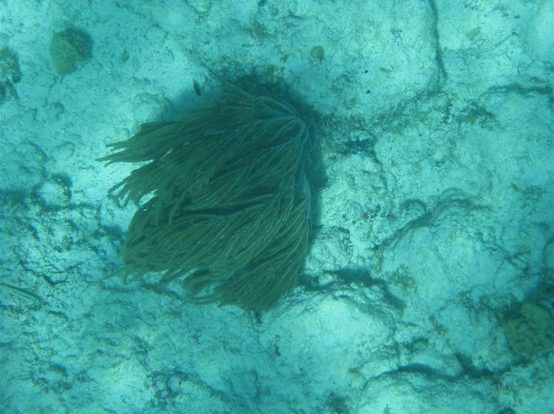 Private Snorkeling Aruba- Day Tours-棕榈/鹰海滩必去景点