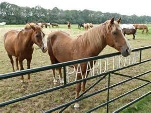 De Paardenkamp - Boerderij Vosseveld-索斯特必去景点