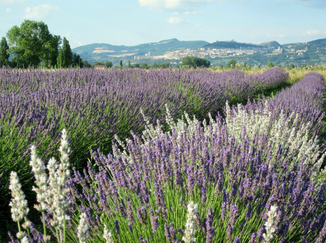Il Lavandeto di Assisi giardino e vivaio景点图片