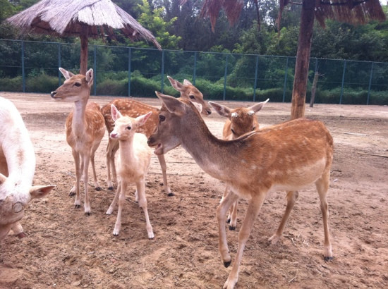 北京野生动物园-北京市必去景点