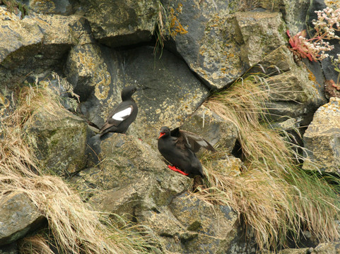 Sitka Sound Tours-锡特卡必去景点