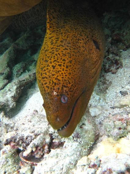 The Dive Centre - The Big Fish-阿洛尔海滩必去景点