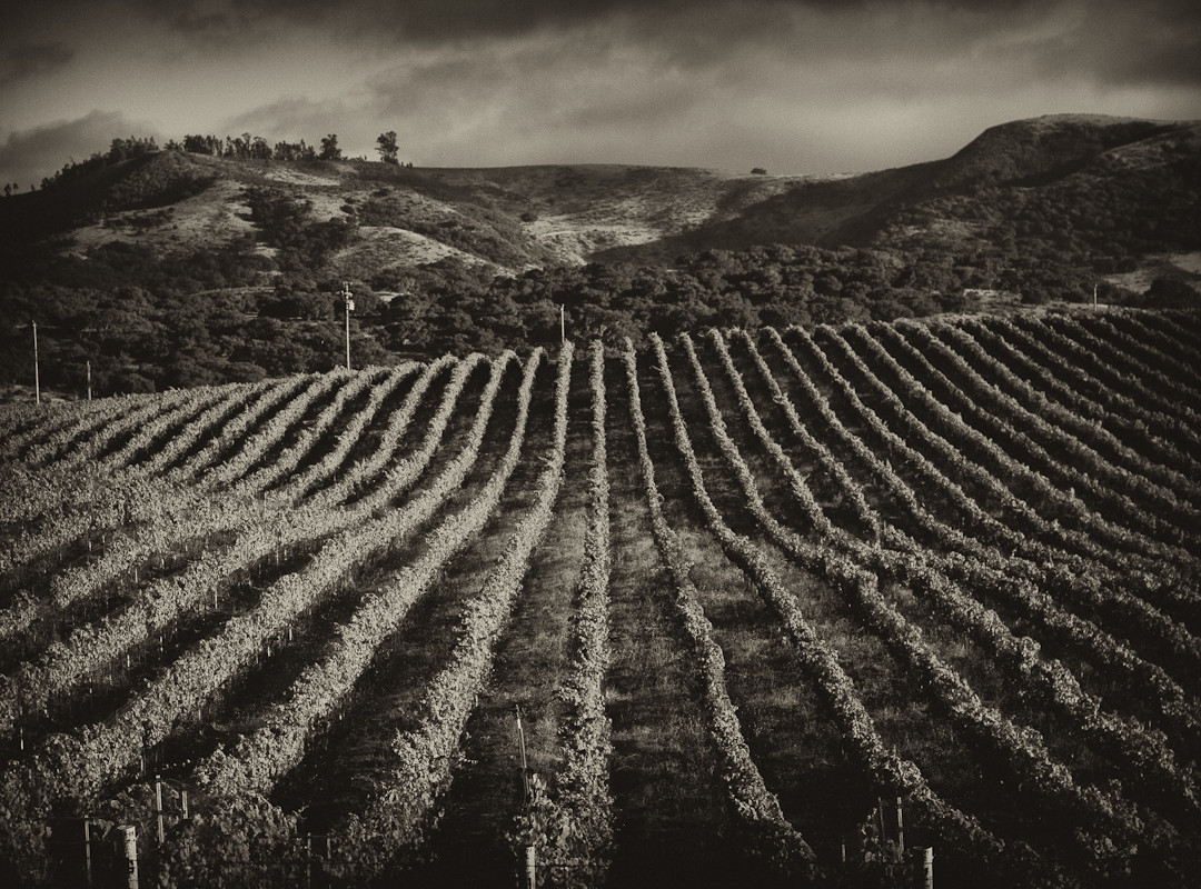 Clos Pepe Clos Pepe Vineyardsand Estate Wines-隆波克必去景点