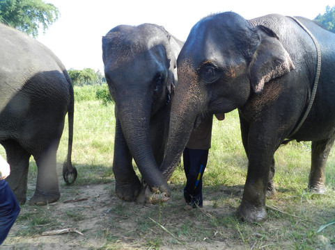 Woody Elephant Sanctuary-夜登必去景点