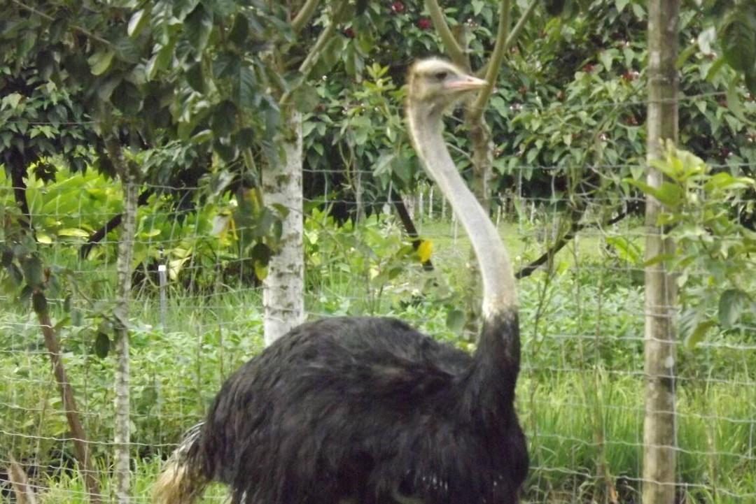 MiniZoo y Jardín Yori景点图片