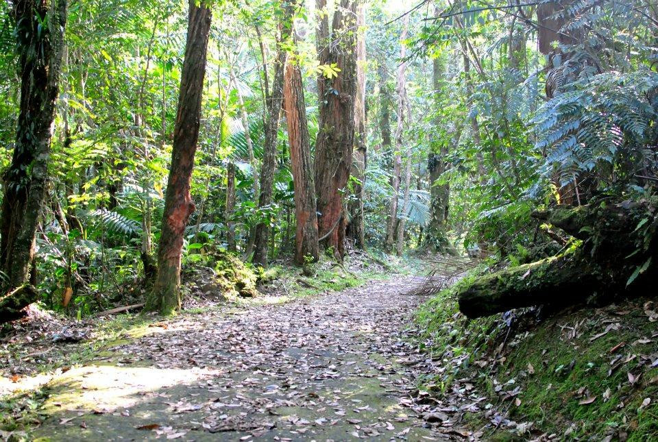 Carite Forest-Cayey必去景点