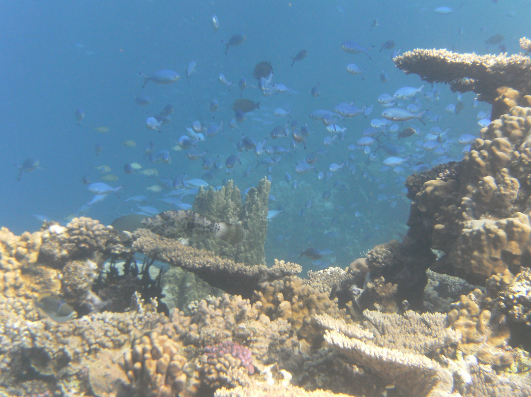 Pharaoh Dive Club-艾尔可西利亚必去景点