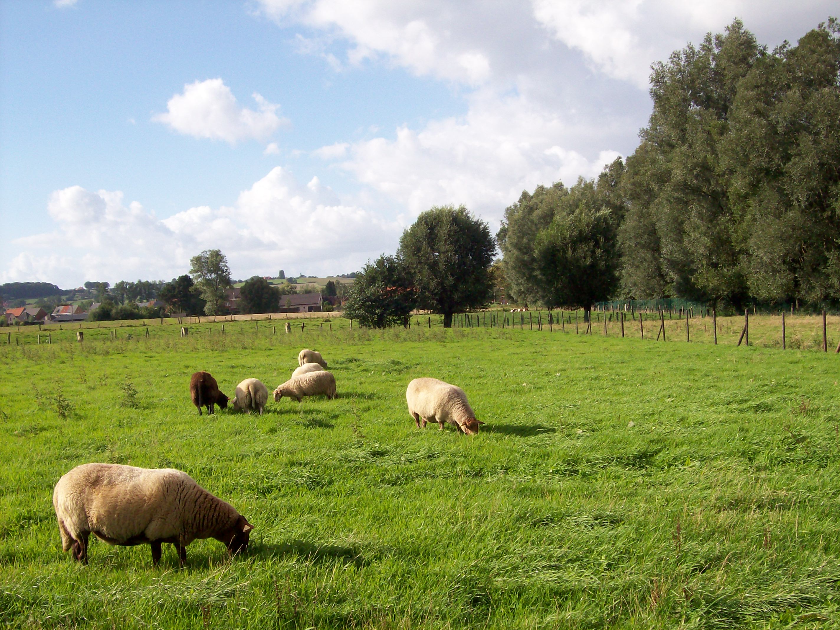 Hoeve De Schapenkop-官方