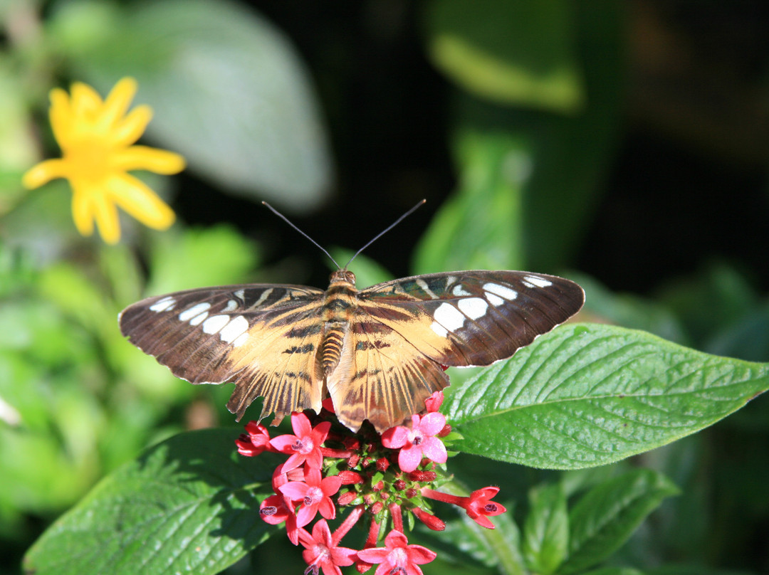蝴蝶热带雨林-盖恩斯维尔必去景点