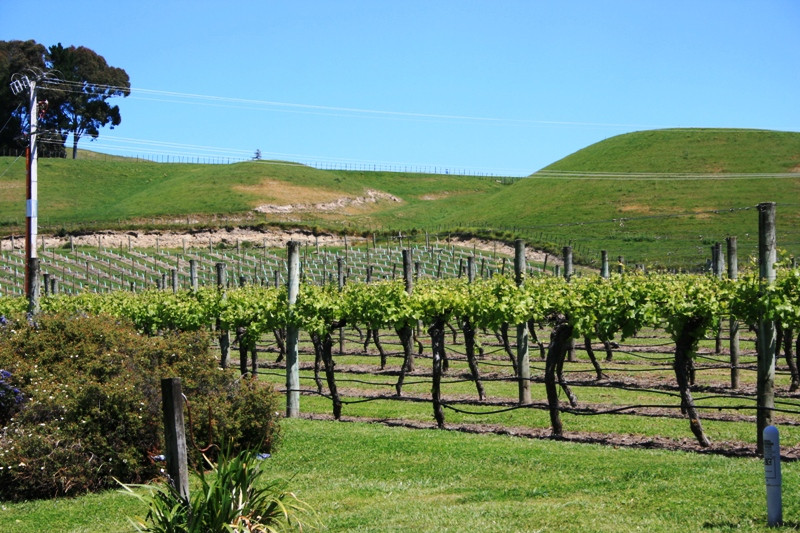 Te Mata Estate Winery & Vineyards景点图片