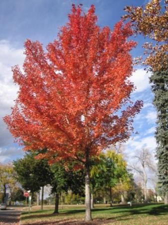 Cheesman Park-丹佛必去景点