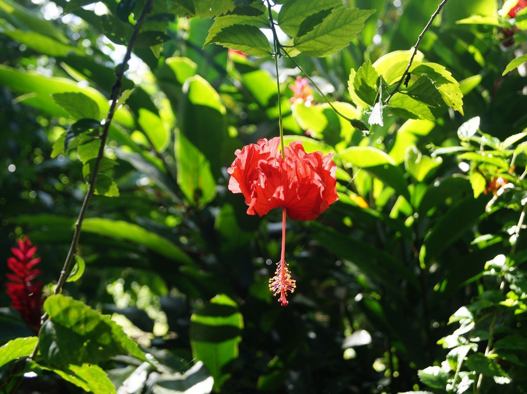Orquidea Lodge