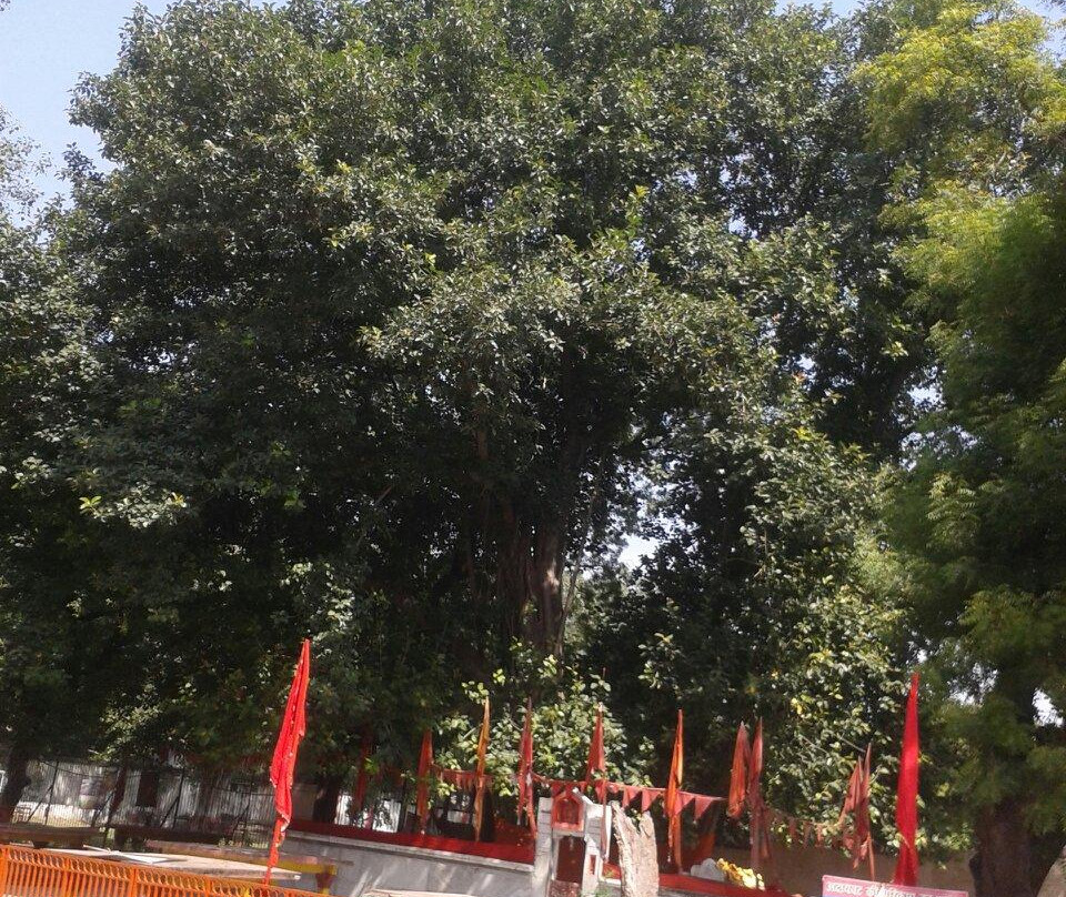 Undying Banyan Tree景点图片