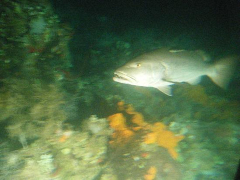 Atlantis Submarines-七哩滩必去景点