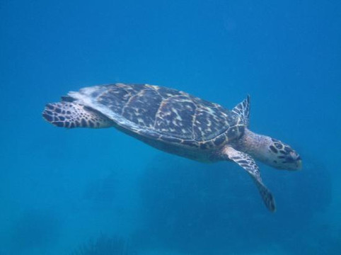 Low Key Watersports-克鲁兹湾必去景点