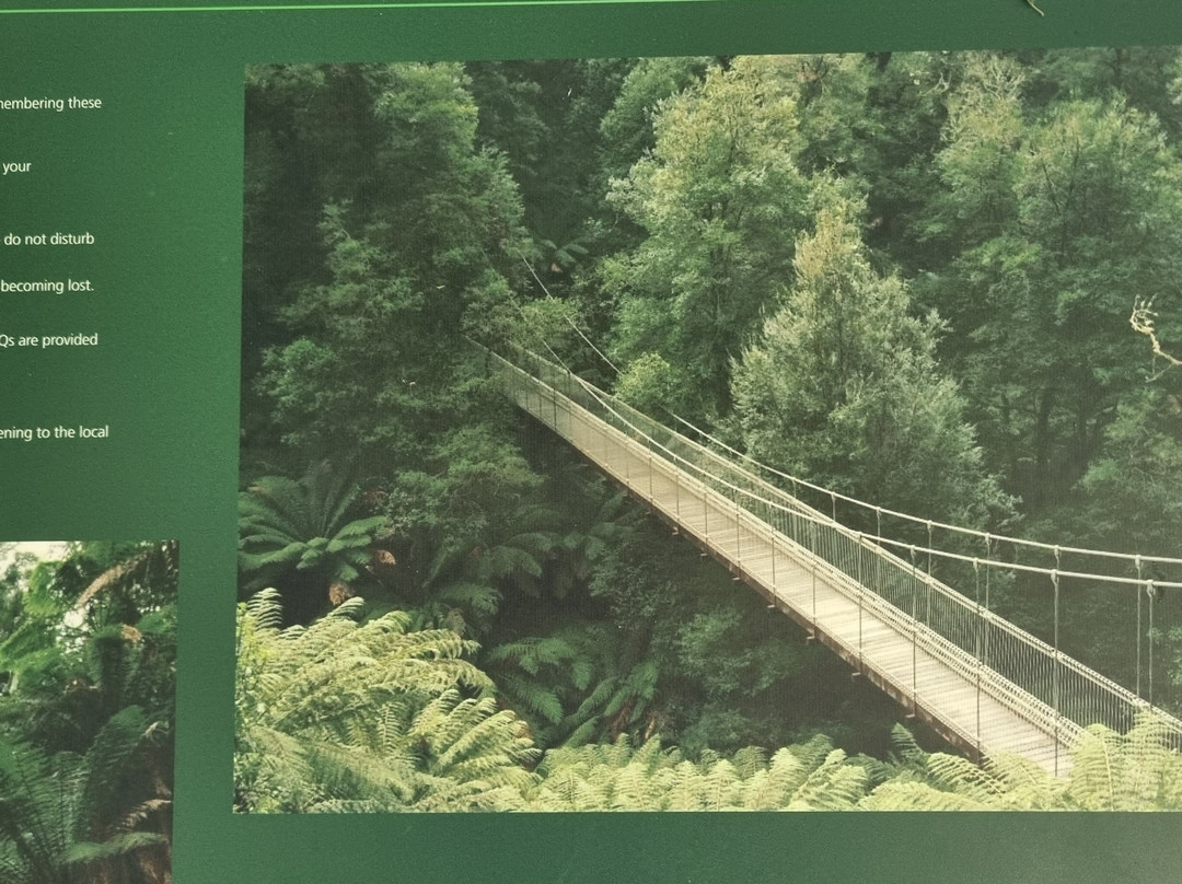 Tarra-Bulga National Park-Balook必去景点