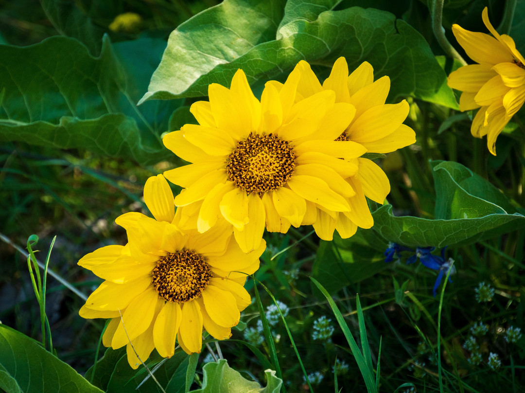 Tom McCall Nature Preserve-胡德里弗必去景点