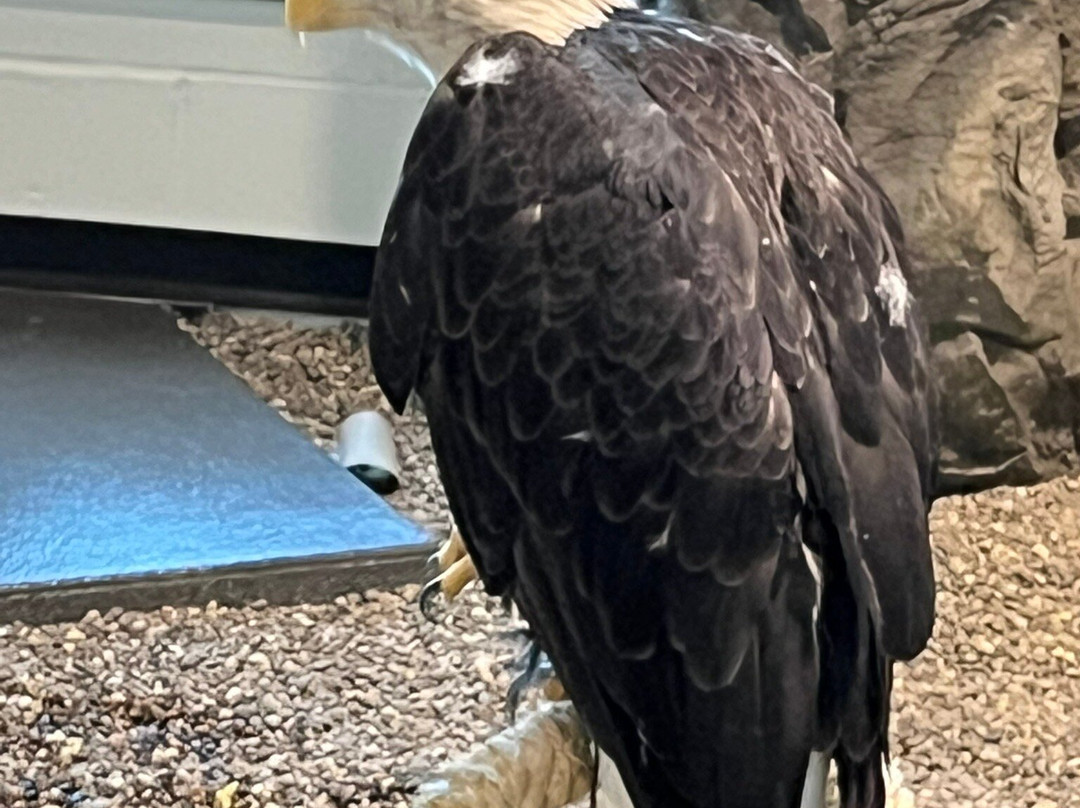 National Eagle Center景点图片