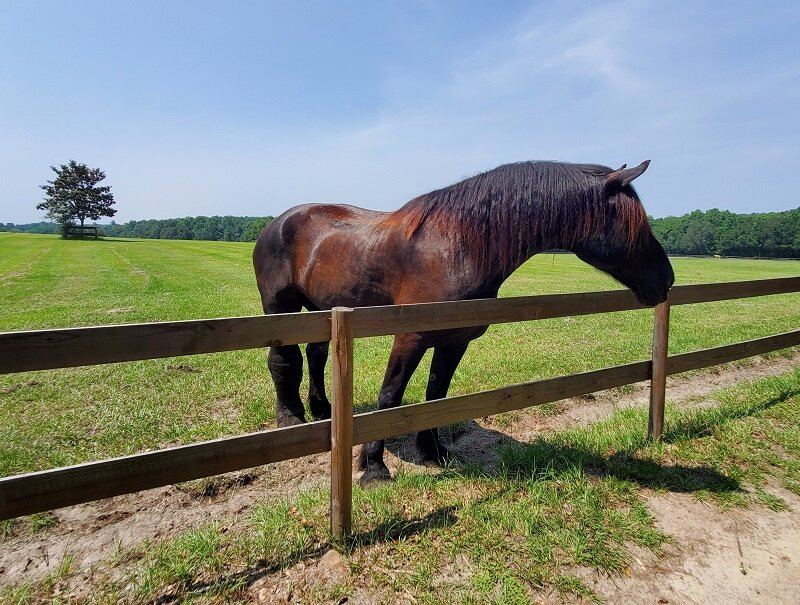 Retirement Home For Horses at Mill Creek Farm景点图片