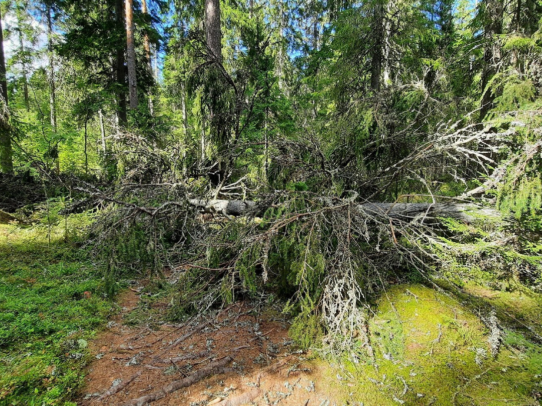 Liesjärven Kansallispuisto-Liesjarvi必去景点