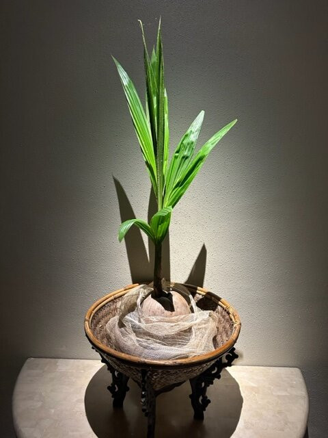 巴拉望阿曼普罗度假村主图