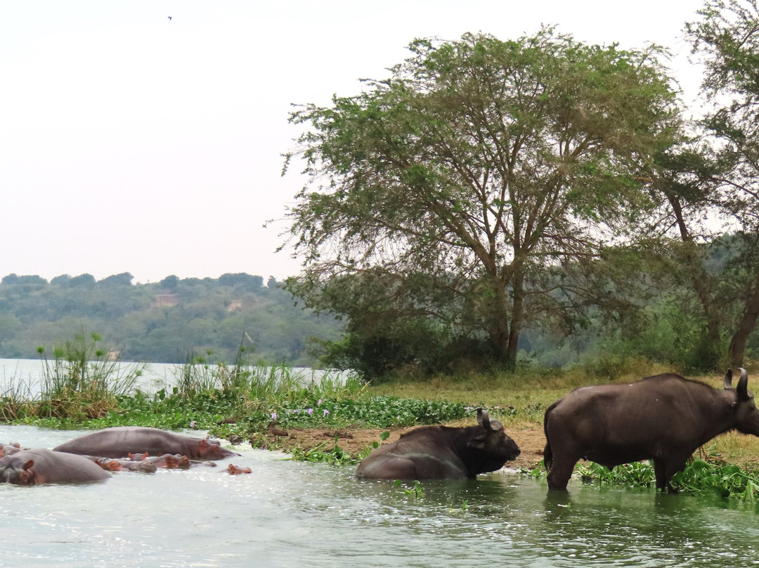 Kazinga Elephant Boat Safaris-Katunguru必去景点