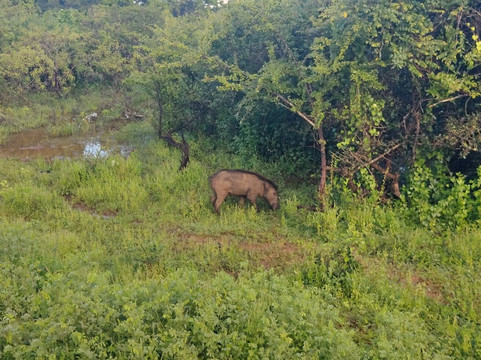 Manu Yala Safari Tour-蒂瑟默哈拉默必去景点