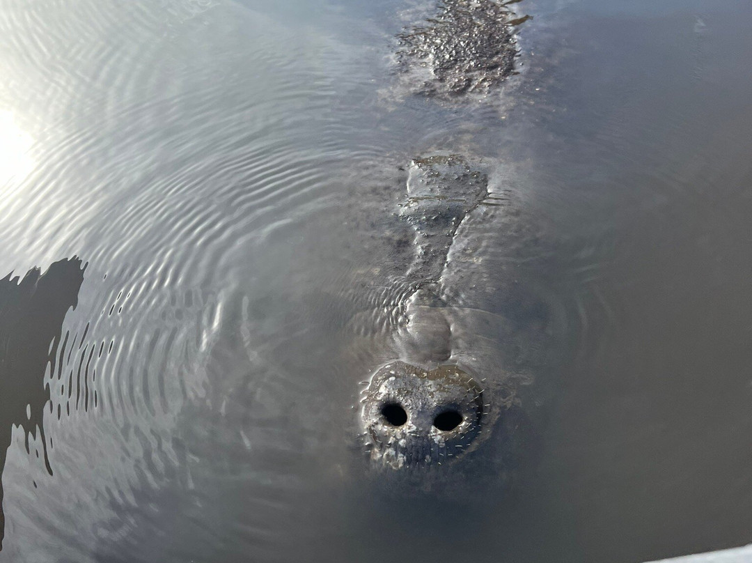 Get Up and Go Kayaking - Titusville景点图片