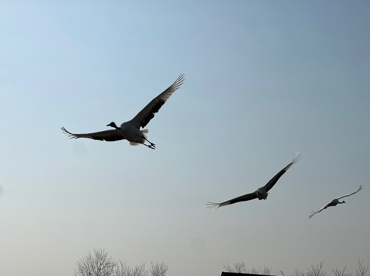 盐城丹顶鹤保护区-东台市必去景点