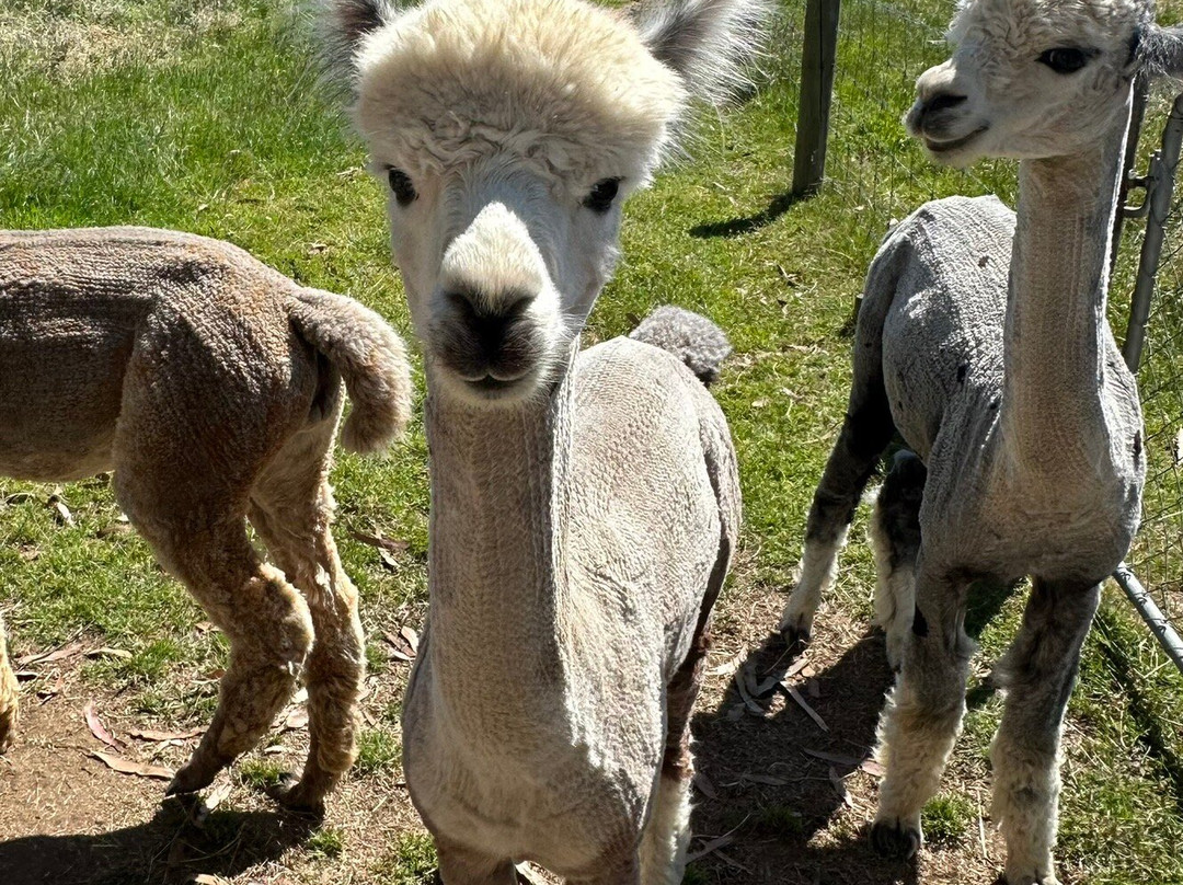 Kepler Mountain View Alpacas景点图片